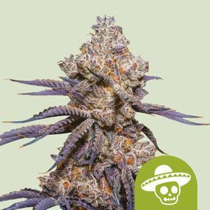 Royal Queen -  Mexican rush auto
