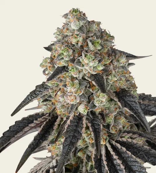 Barney's Farm - Black Cherry Gushers