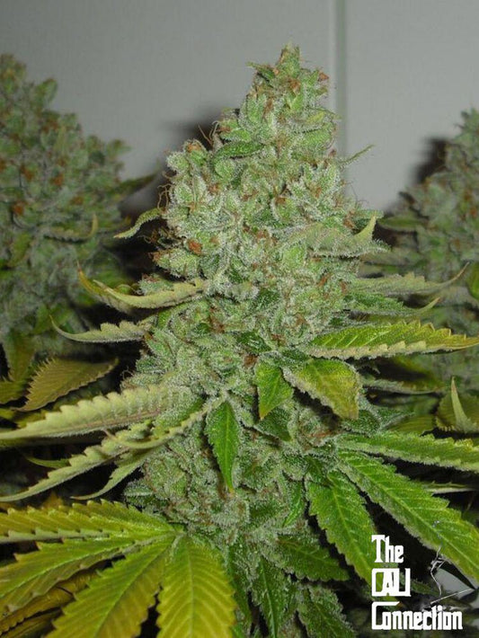 The Cali Connection -  SFV OG Kush
