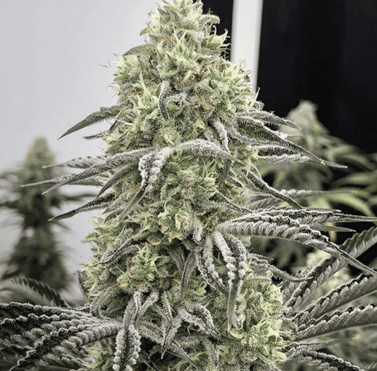 In House Genetics - Dry Ice
