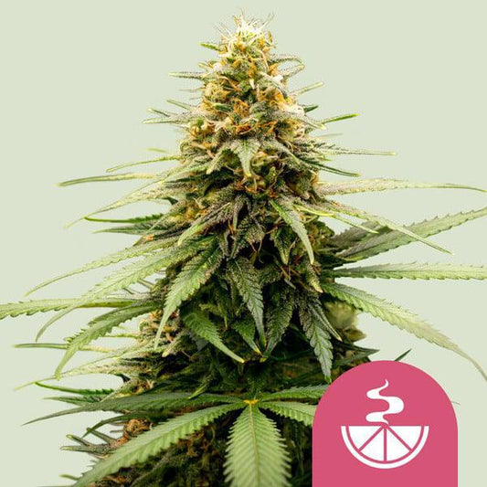 Royal Queen - Lemon Skunk