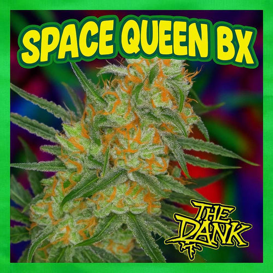 The Dank SubCool - Space Queen