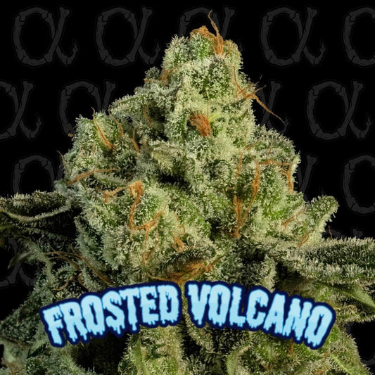 Dirty Bird - Frosted Volcano