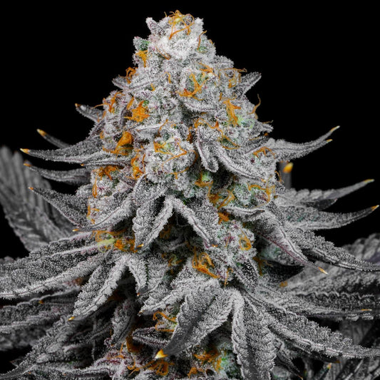 Lit Farms - Hood Sugar