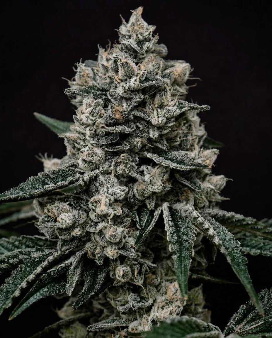 Ethos - Lemon Gelato R1