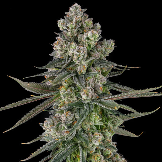 Compound Genetics - Glue Lotus