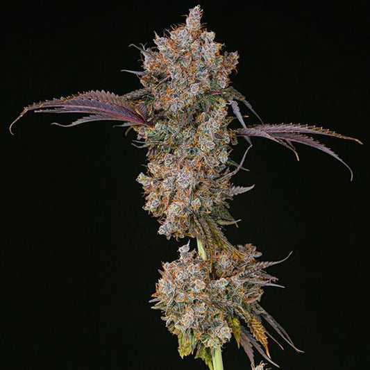 Ethos - XXX