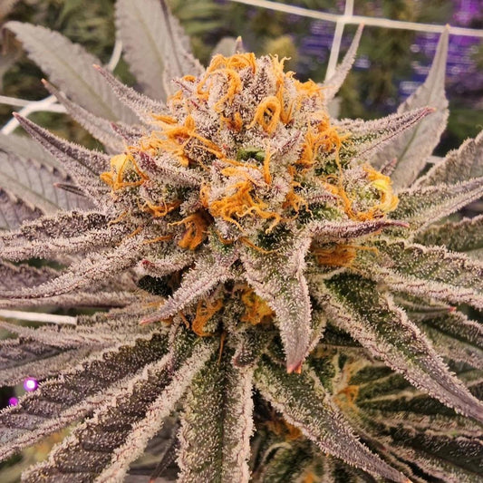 In House Genetics - Permanent Zushi