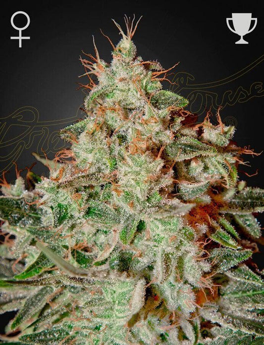 Green House Seed Co. - Lemon Skunk