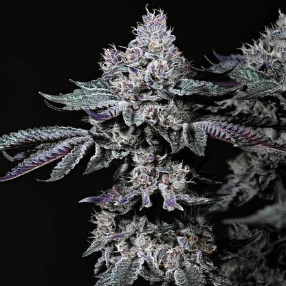 Ethos - NUGGZ R1