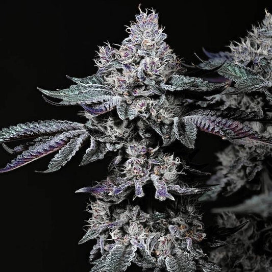 Ethos - NUGGZ R1