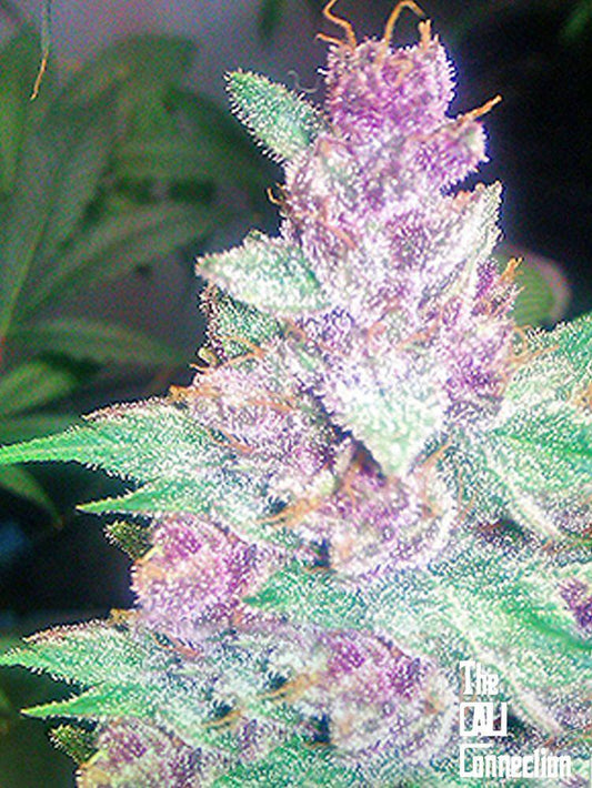 The Cali Connection -  Grape Kush