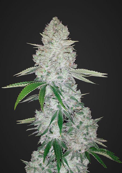 42 Fast Buds - Glue Auto {AKA Gorilla Auto}