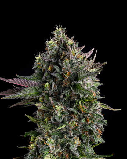 Compound Genetics - Puffinz