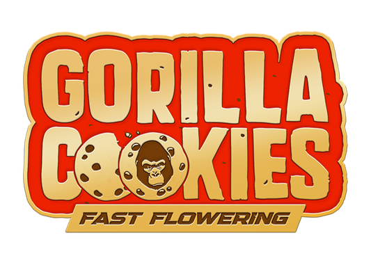 42 Fast Buds - Gorilla Cookies Fast Flowering