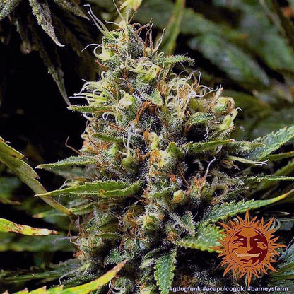 Barney's Farm - Acapulco Gold