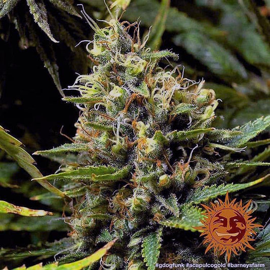 Barney's Farm - Acapulco Gold