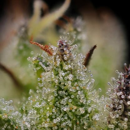 Humboldt -  Blueberry Cupcake