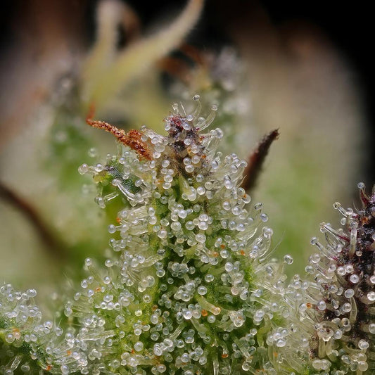 Humboldt -  Blueberry Cupcake