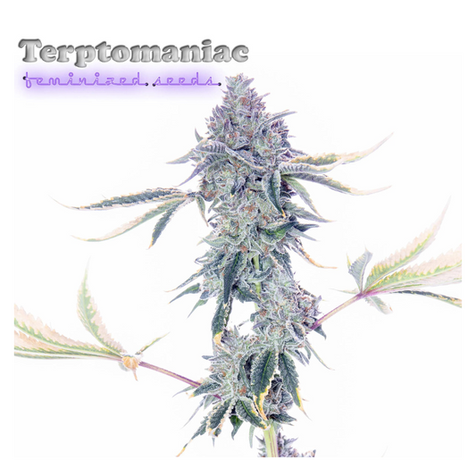 Romulan Genetics - Terptomaniac F1