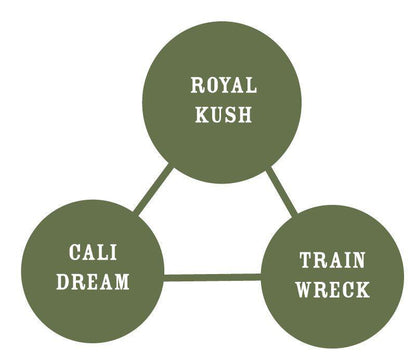 Humboldt - Royal Highness