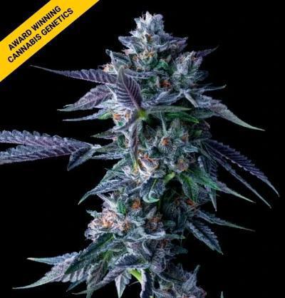 DNA Genetics - Chocolope