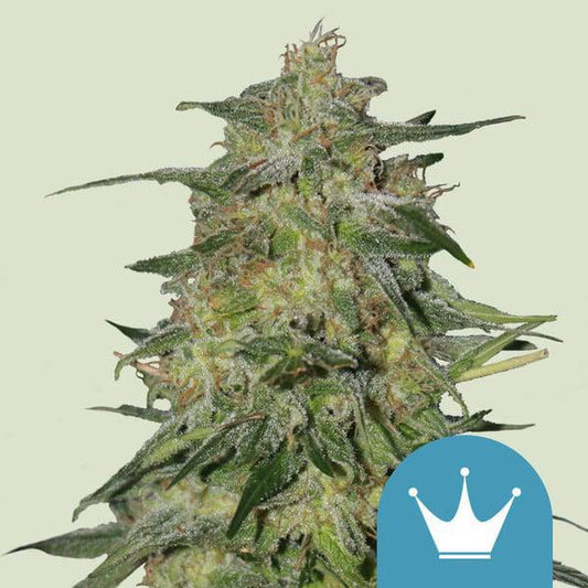 Royal Queen -  Royal Highness