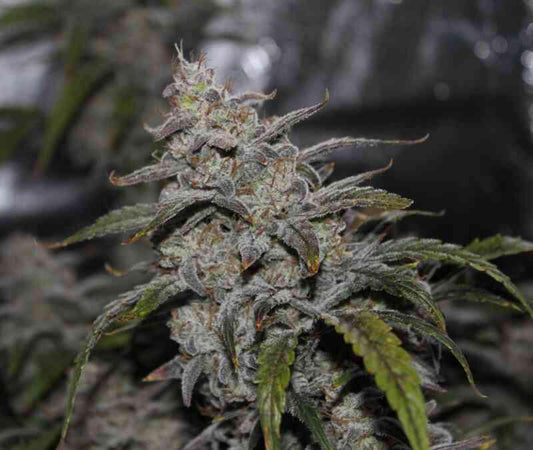 Mephisto - Grape Walker Kush