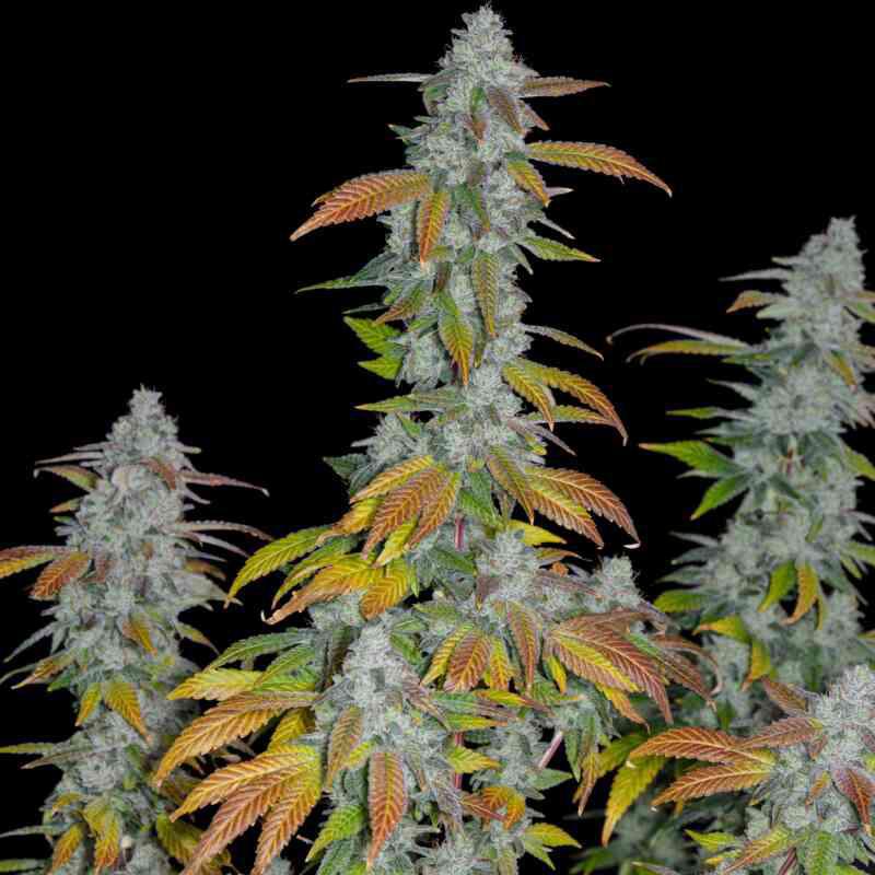 Romulan Genetics - Romulan S1