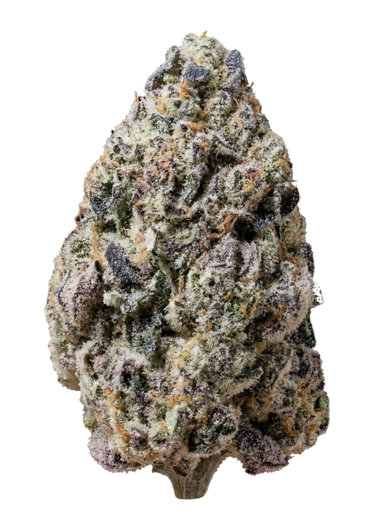42 Fast Buds - Biscotti Gelato FEM